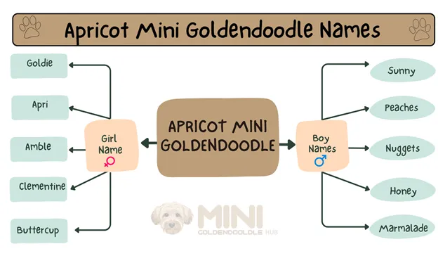 Apricot-Mini-Goldendoodle-Names