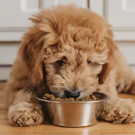 Best-Food-for-Mini-Goldendoodles