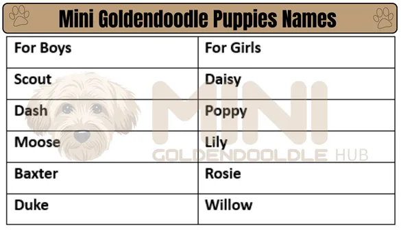 Best-Names-for-Mini-Goldendoodle-Puppies