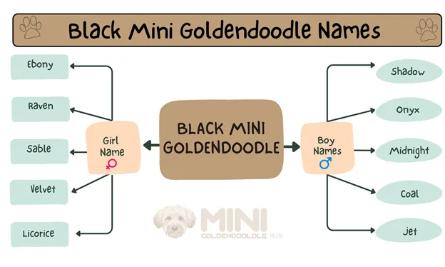 Black-Mini-Goldendoodle-Names