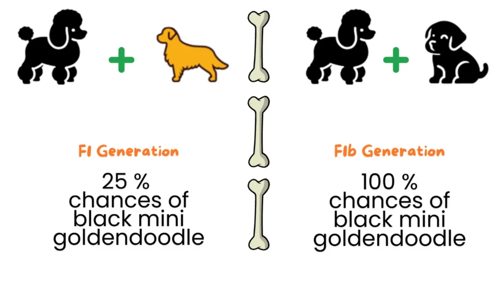 Black-color-lineage-in-MINI-GOLDENDOODLE