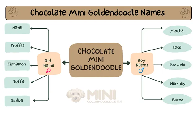 Chocolate-Mini-Goldendoodle-Names