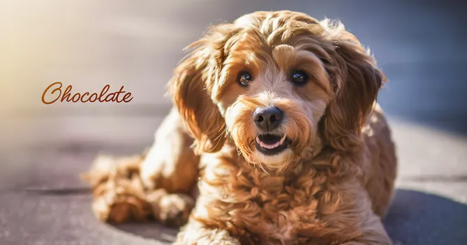 Chocolate-Mini-Goldendoodle-Personality