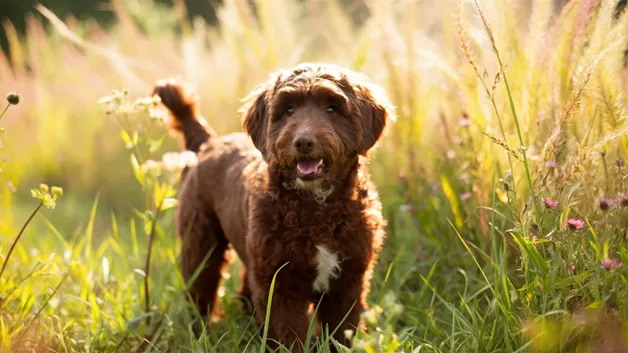 Chocolate-Mini-Goldendoodle