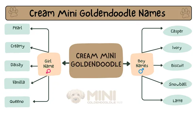 Cream-Mini-Goldendoodle-Names