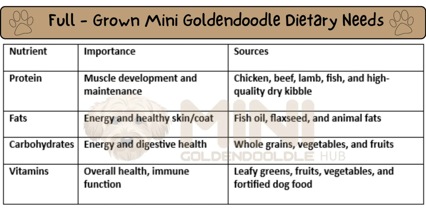 Dietary-needs-full-grown Mini-Goldendoodle