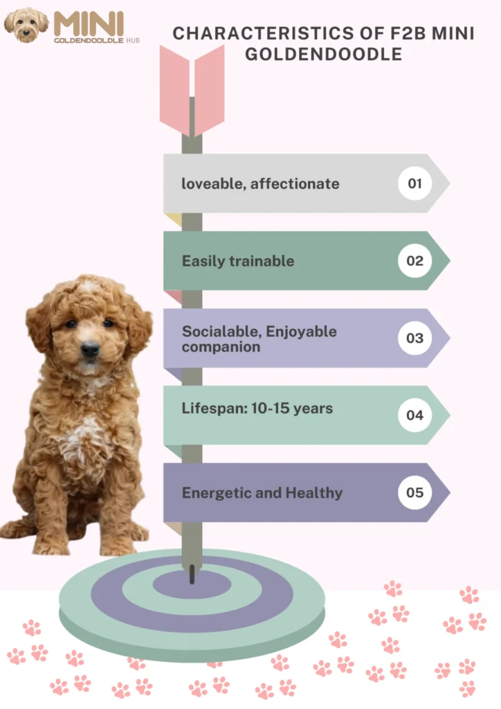 F2B-Mini-Goldendoodle-Characteristics