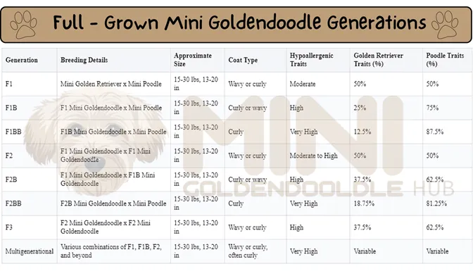 Full-Grown-Mini-Goldendoodle-Generations