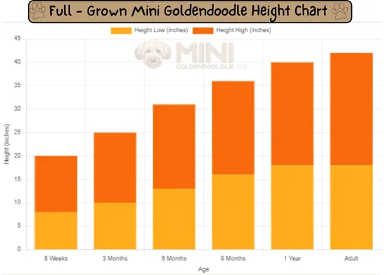 Full-Grown-Mini-Goldendoodle-Height-chart