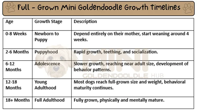 Full-Grown-Mini-Goldendoodle-growth-timelines