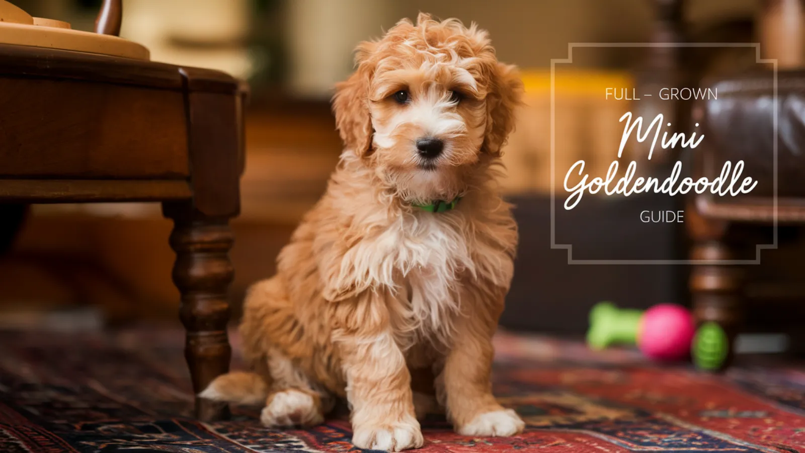 Full-grown-mini-goldendoodle