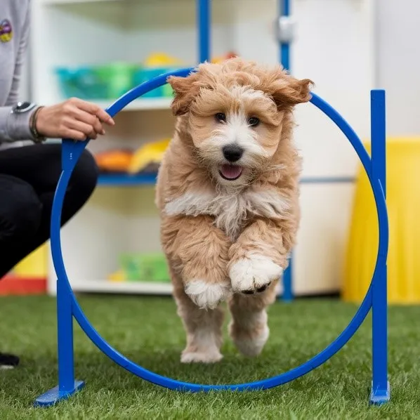 Goldendoodles-Advanced-training