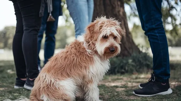 Goldendoodles