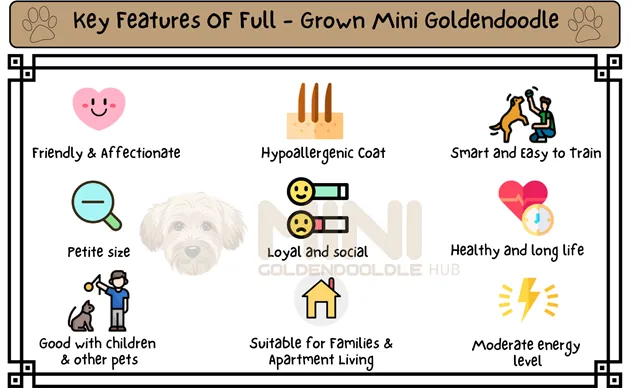 Key-Features-of-full-grown-Mini-Goldendoodle