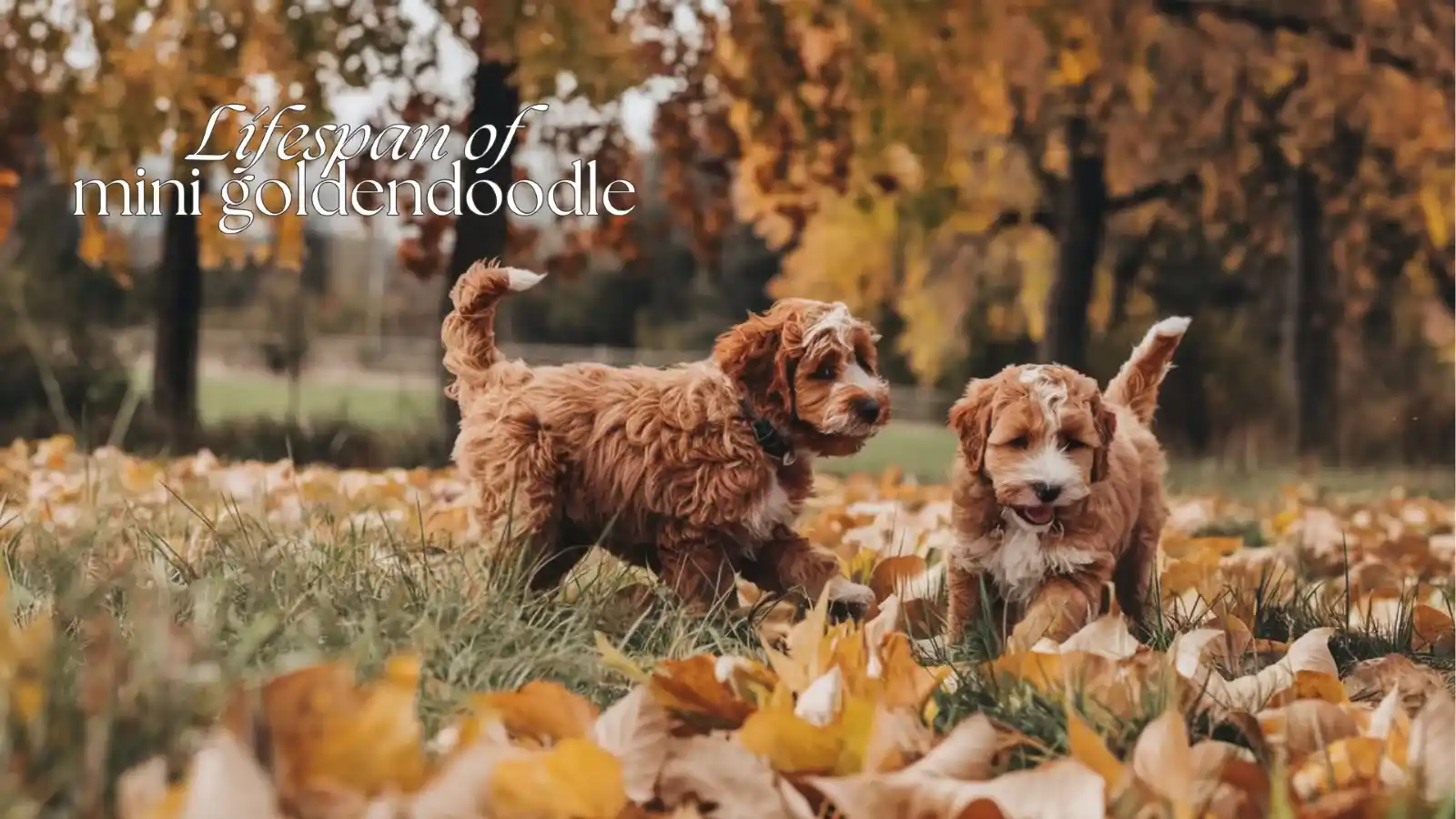 LIFESPAN-OF-MINI-GOLDENDOODLE