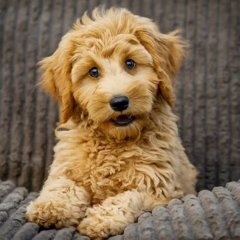 Medium Mini Goldendoodle Price minigoldendoodlehub.us- Mini Goldendoodle Hub