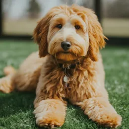 Mini-Goldendoodle-7+-Years