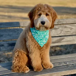 Mini-Goldendoodle-Adult