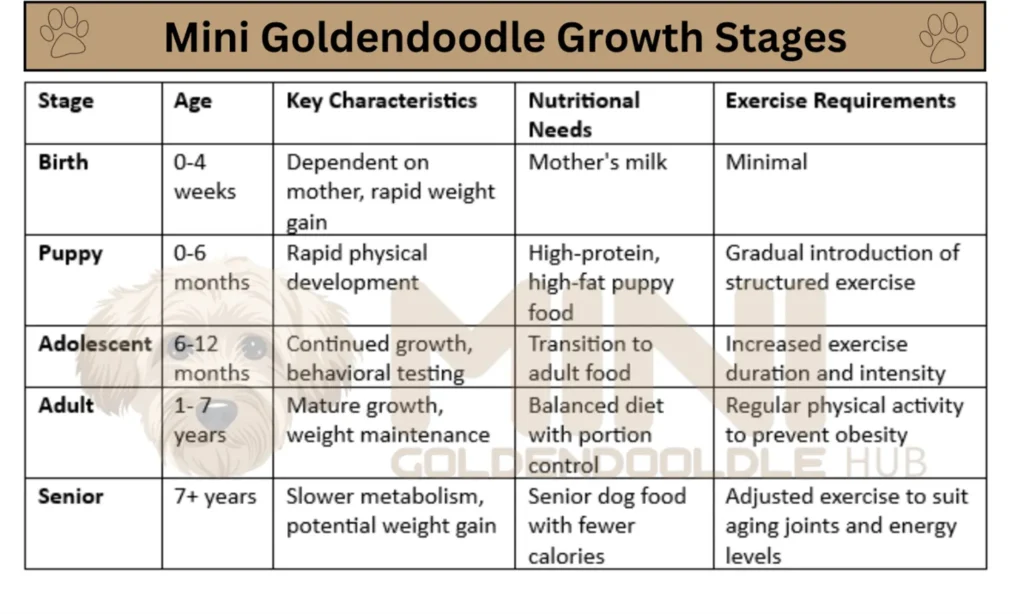 Mini-Goldendoodle-Growth-Stages