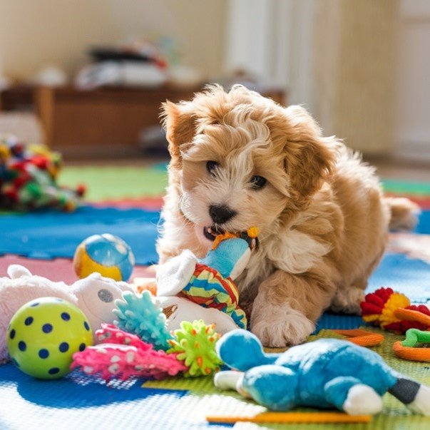 Mini Goldendoodle Name Generator