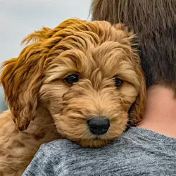 Mini-Goldendoodle-Names