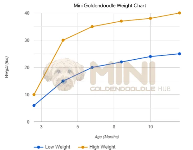 Mini-Goldendoodle-Weight-Chart