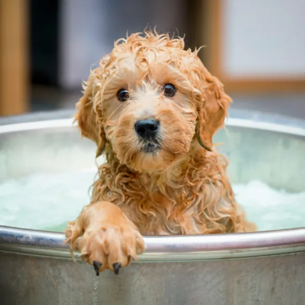 Mini-Goldendoodle-bathing