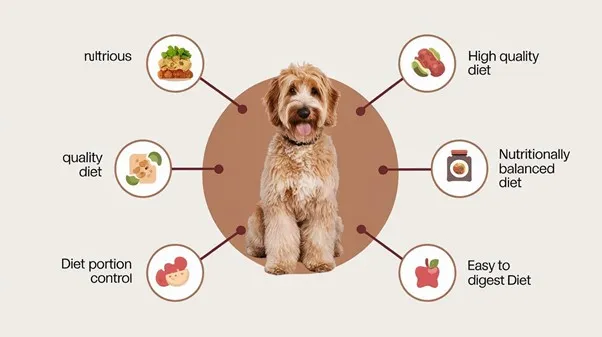 Mini-Goldendoodle-diet-plan