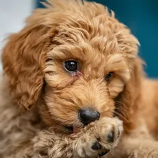 Mini-Goldendoodle-food-allergy