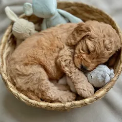 Mini-Goldendoodle