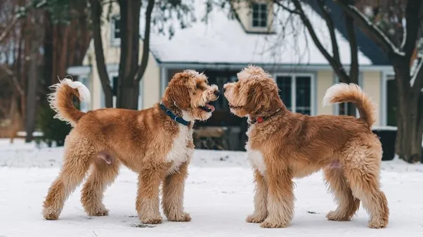 Mini-Goldendoodle-pleasent-envoirnment