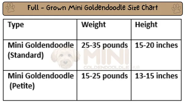 Mini-Goldendoodle-size&weight-Chart