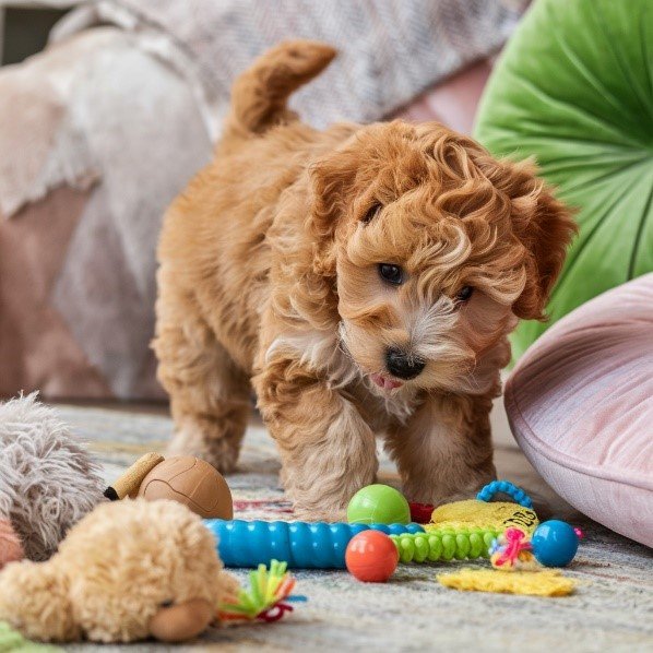 Mini Goldendoodle unique Name Generator