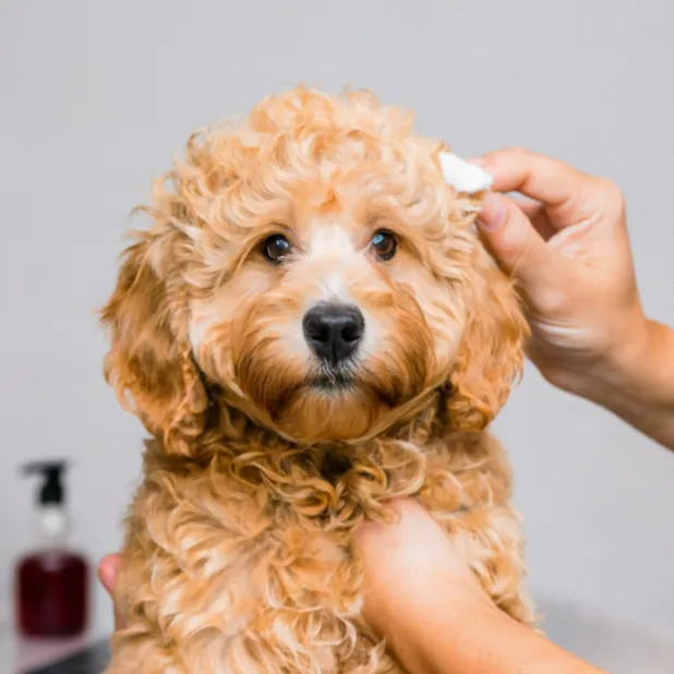 Mini-goldendoodle-full-grown-ear-cleaning