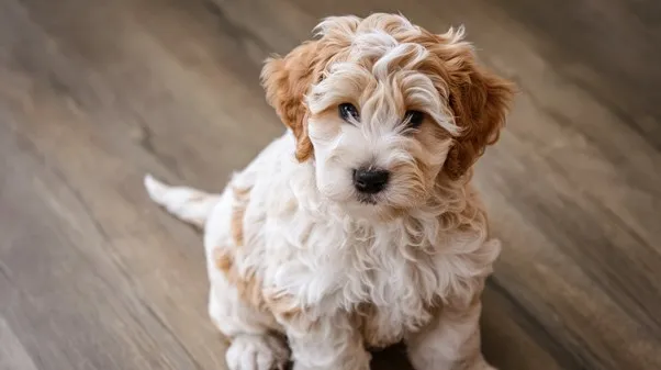 Mini-goldendoodles-Puppy