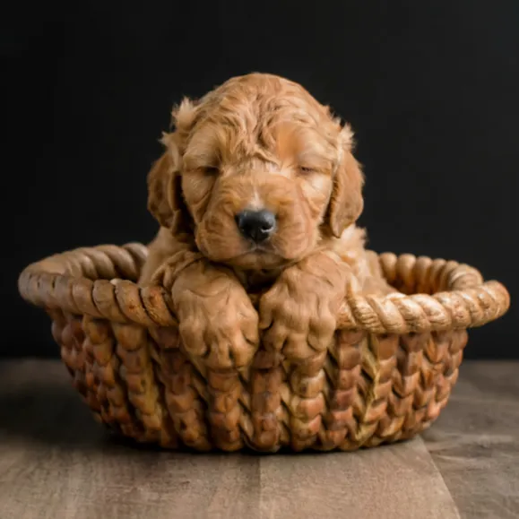 Miniature-Goldendoodle-full-grown