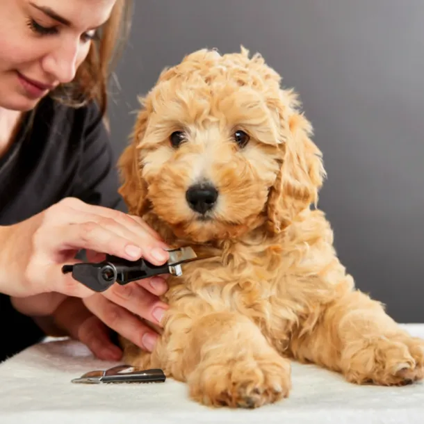 Nail-cutting-mini-goldendoodle