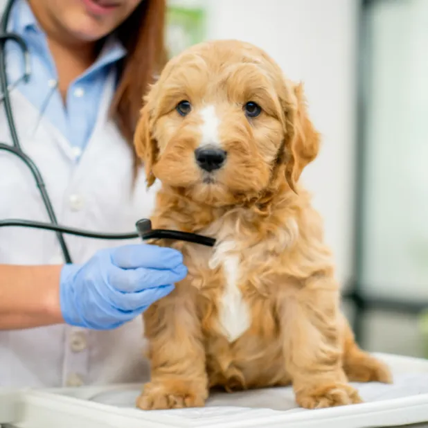 No-Testing-for Health-Mini-Goldendoodle