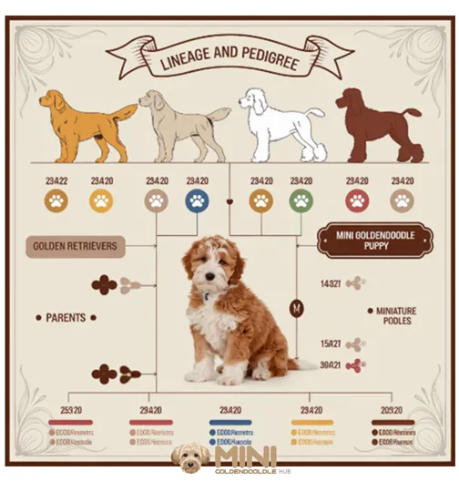 Pedigree affecting mini goldendoodle minigoldendoodlehub.us- Mini Goldendoodle Hub