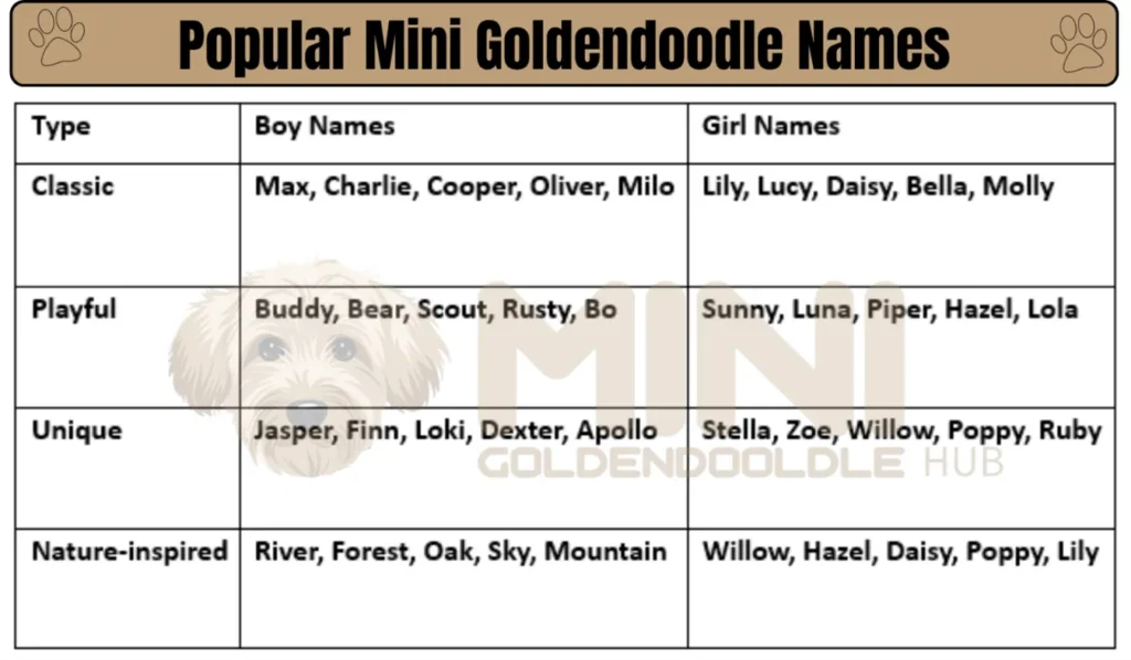 Popular-Mini-Goldendoodle-Name