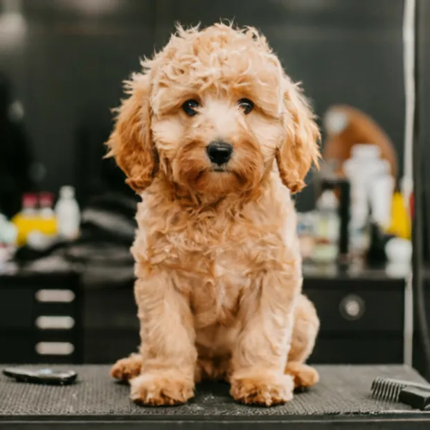 Professional-Grooming-Full-grown-Goldendoodle