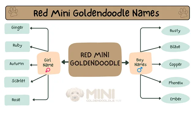 Red-Mini-Goldendoodle-Names