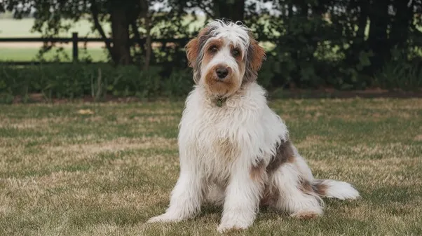 Senior-Mini-Goldendoodle