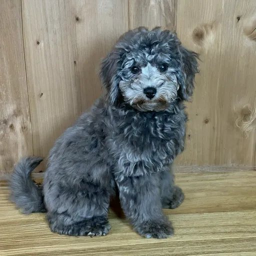 Silver-Blue-Mini-Goldendoodle