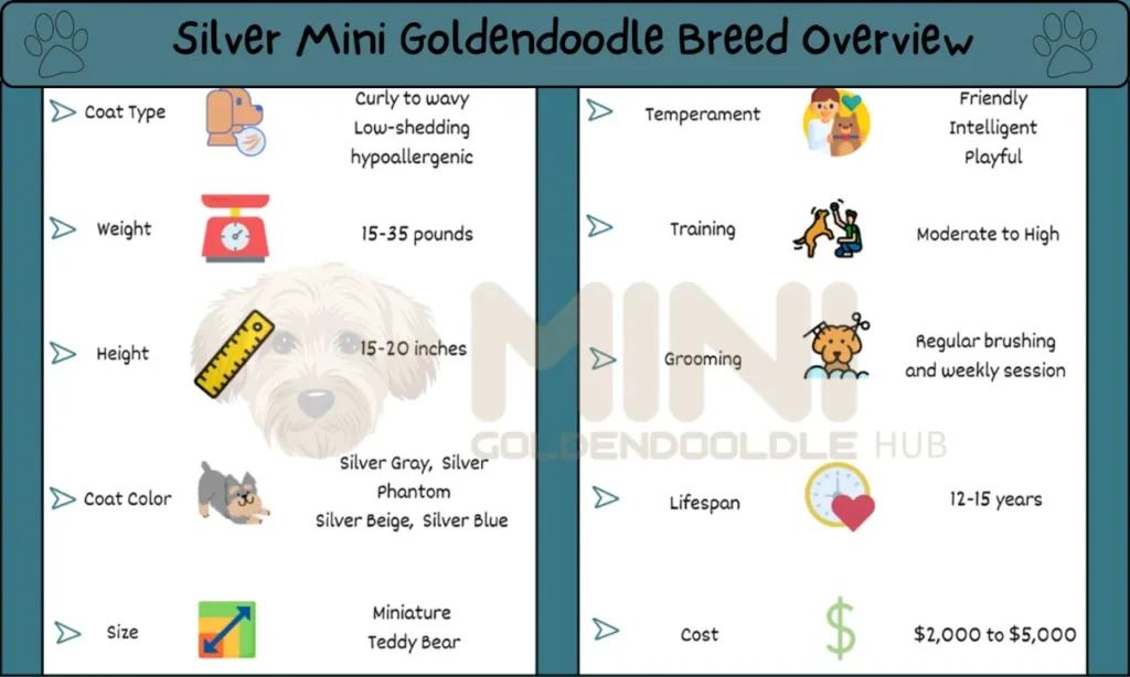 Silver-Mini-Goldendoodle-breed-overview