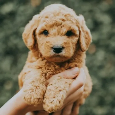 Teacup Mini Goldendoodle Price minigoldendoodlehub.us- Mini Goldendoodle Hub