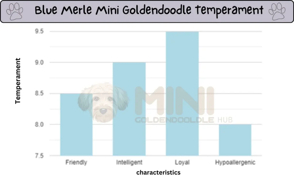 Temperaments-Blue-Merle-Mini-Goldendoodle