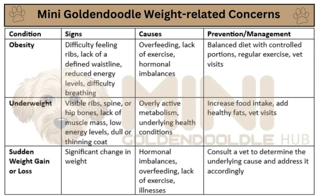 Weight-related-Concerns-Miniature-Goldendoodles