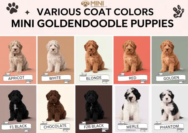 coat color affecting mini goldendoodle minigoldendoodlehub.us- Mini Goldendoodle Hub