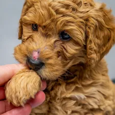 goldendoodle-allergies